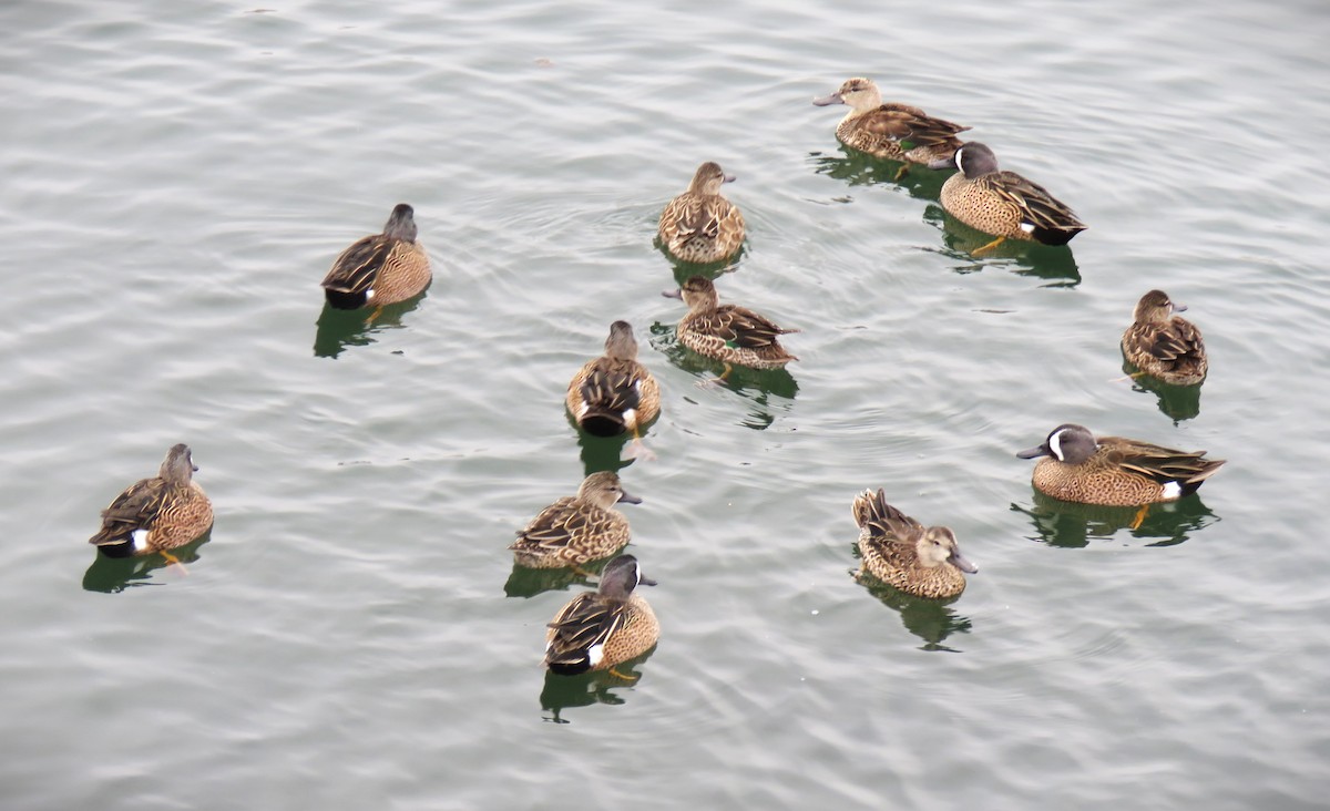 Blue-winged Teal - ML645093687