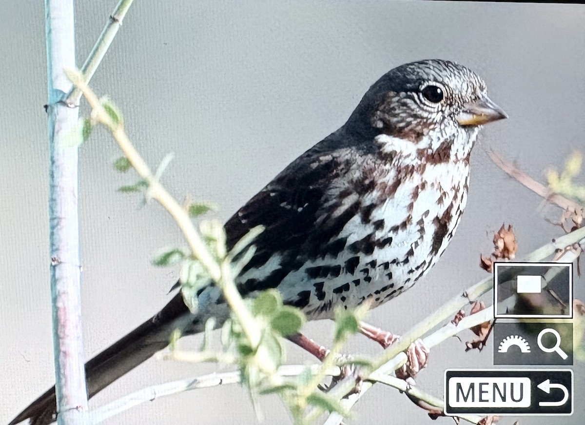 strnadec kaštanový - ML645093689