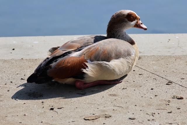 Egyptian Goose - ML645093697
