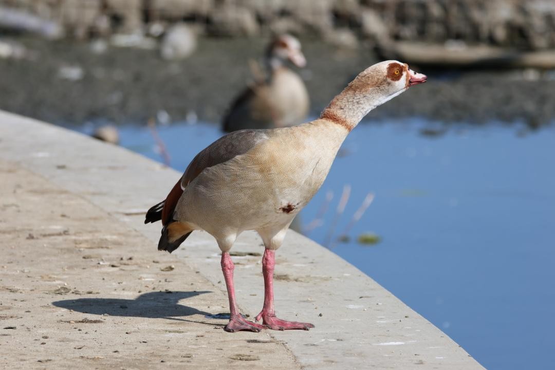 Egyptian Goose - ML645093698