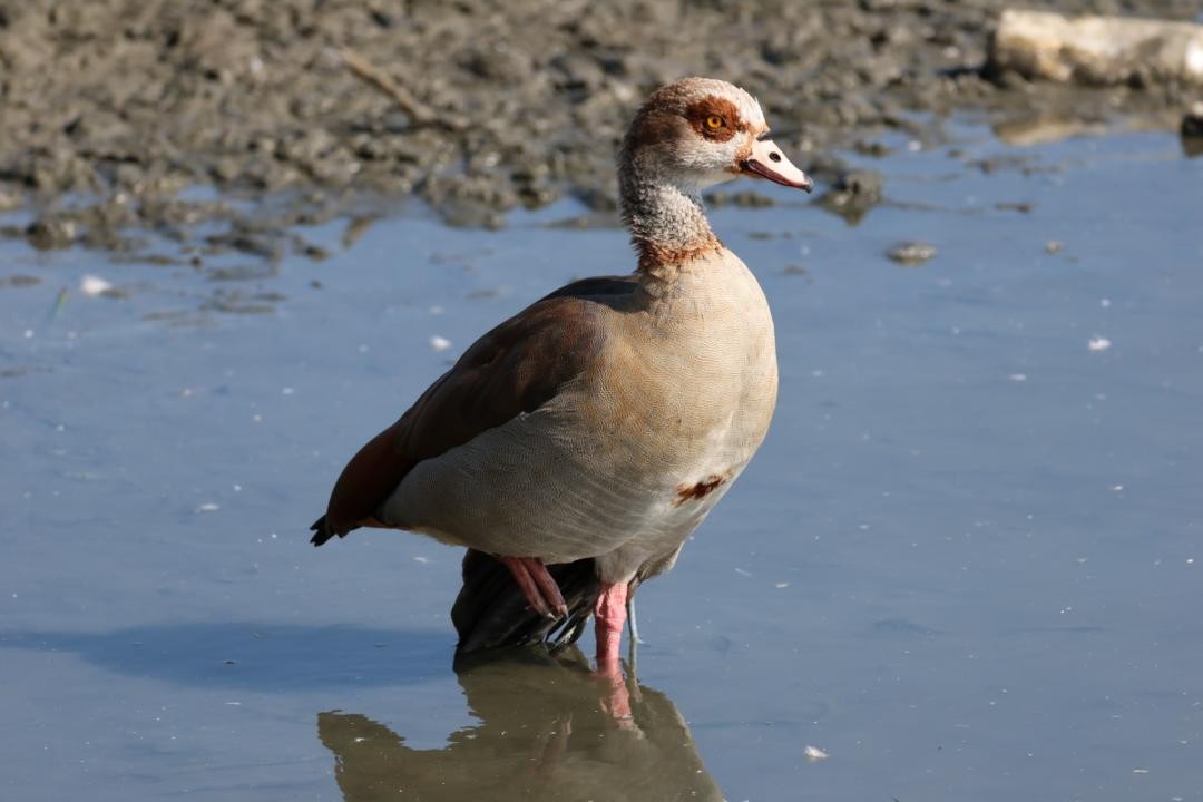 Egyptian Goose - ML645093699