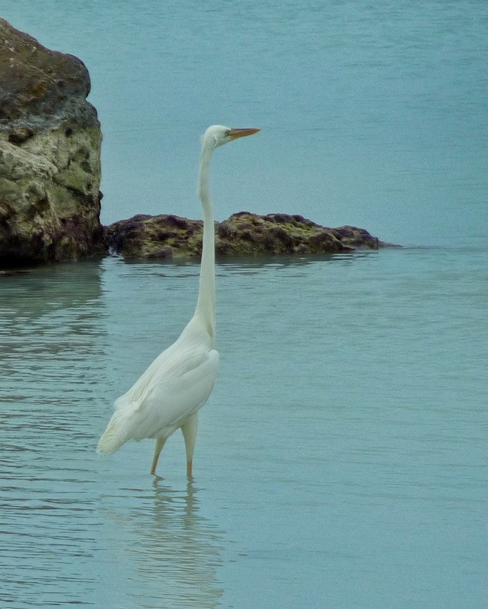 Koartza zuria - ML645093701