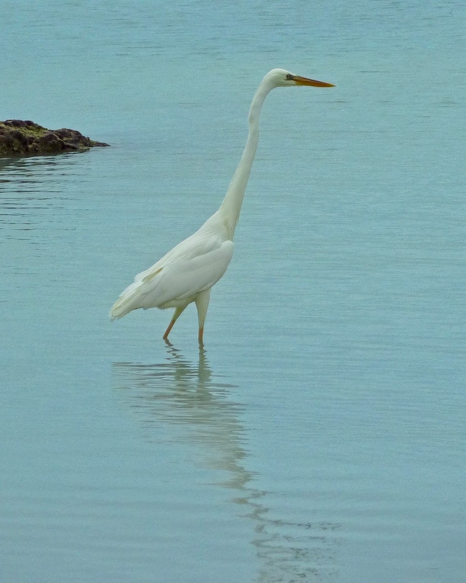 Koartza zuria - ML645093702