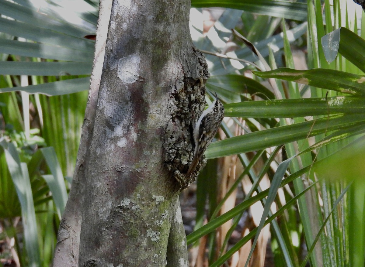 Brown Creeper - ML645093707