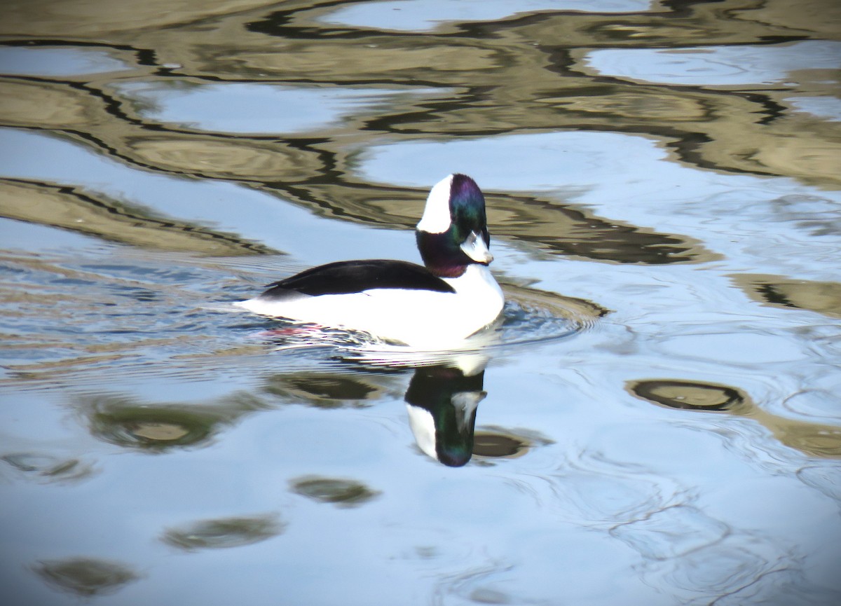 Гоголь-головастик - ML645093708