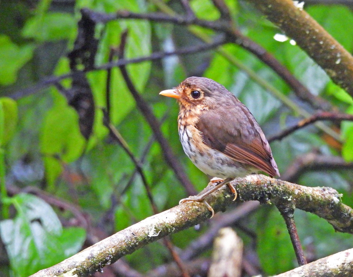 Ochre-breasted Antpitta - ML645093709