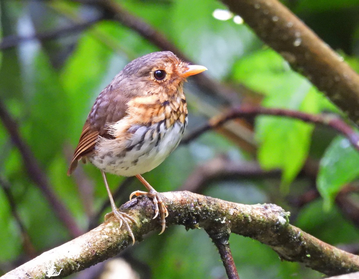 Ochre-breasted Antpitta - ML645093710