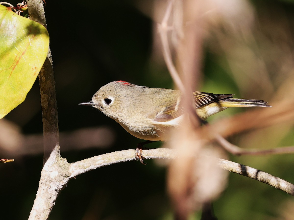 Gözlüklü Çalıkuşu - ML645093711