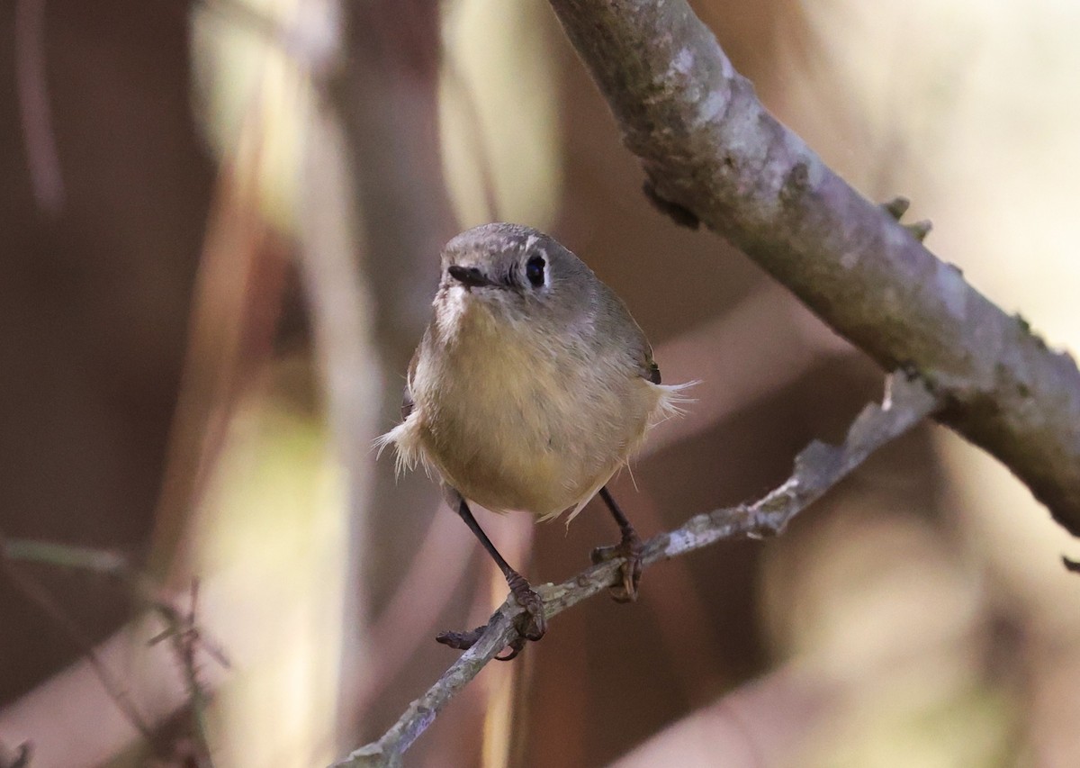 Gözlüklü Çalıkuşu - ML645093712