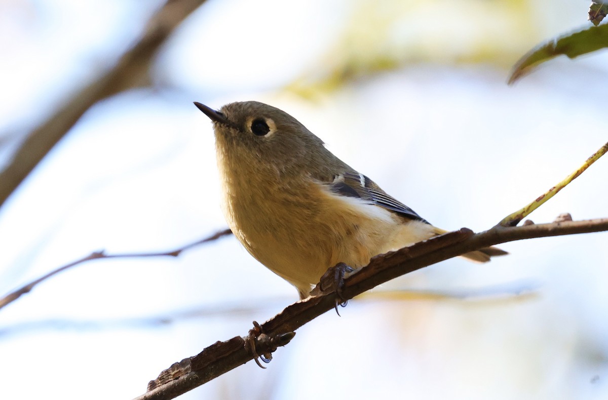 Gözlüklü Çalıkuşu - ML645093713