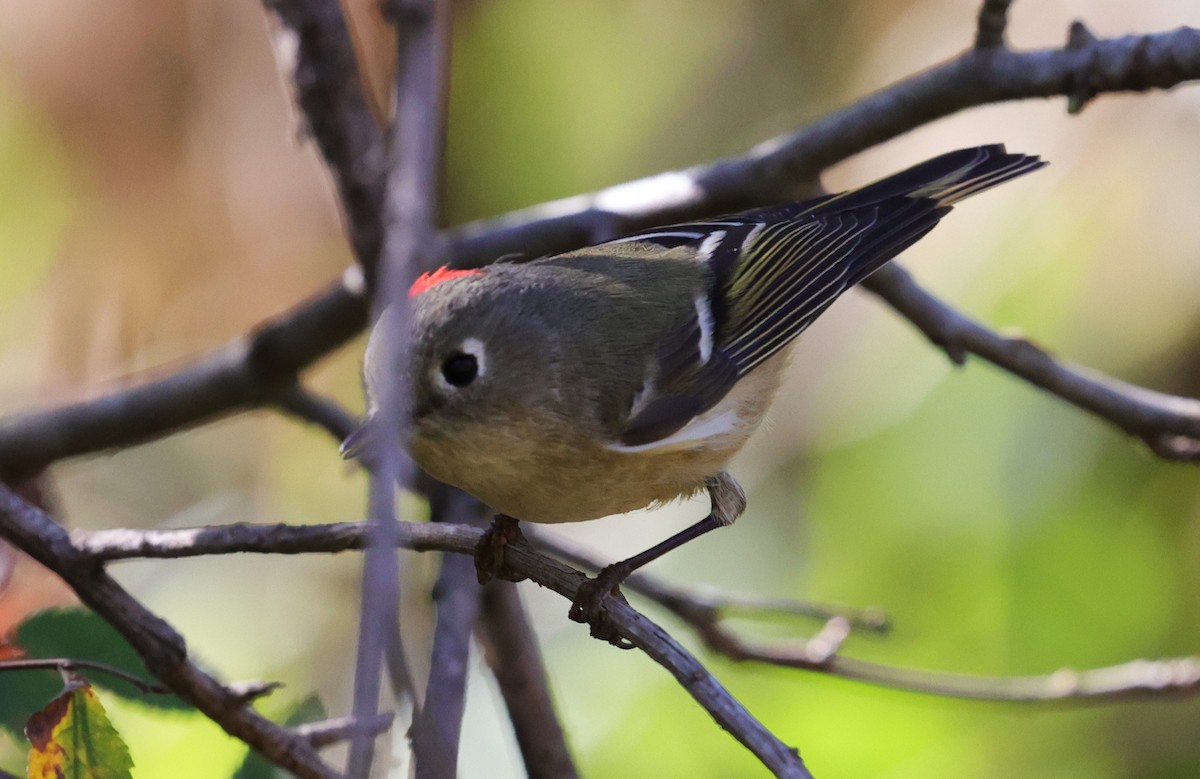 Gözlüklü Çalıkuşu - ML645093714