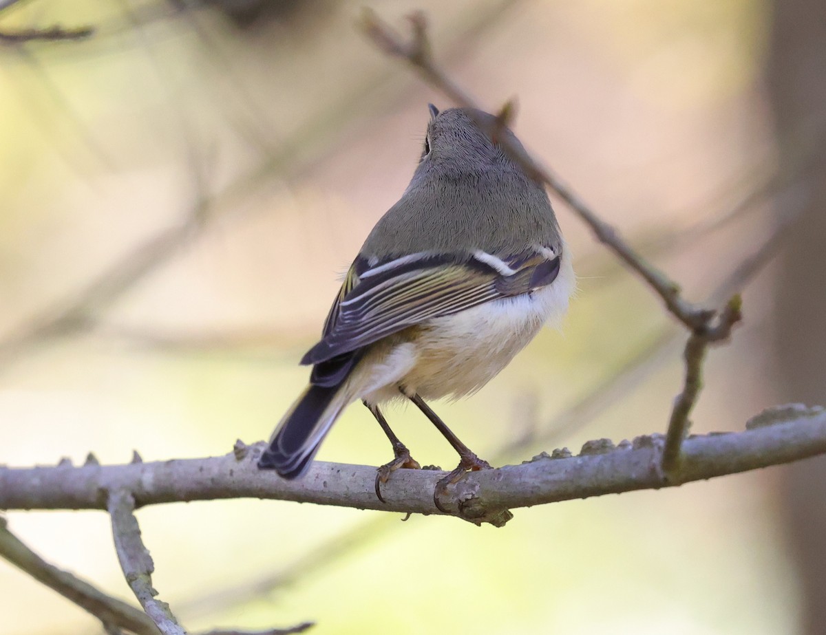 Erregetxo mottogorria - ML645093715