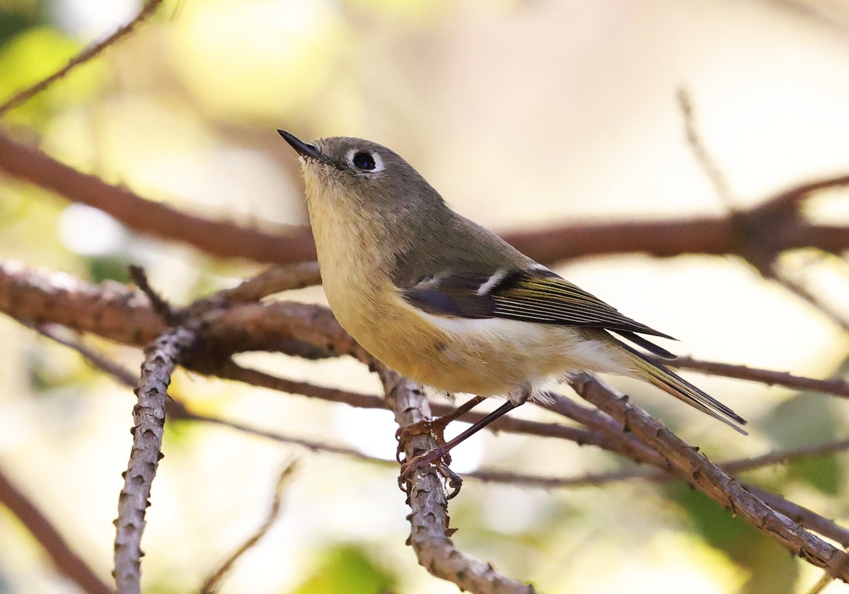 Gözlüklü Çalıkuşu - ML645093716