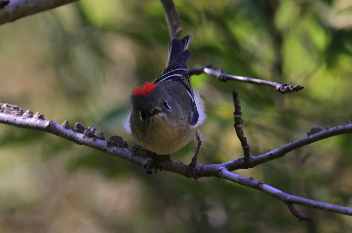 Gözlüklü Çalıkuşu - ML645093717
