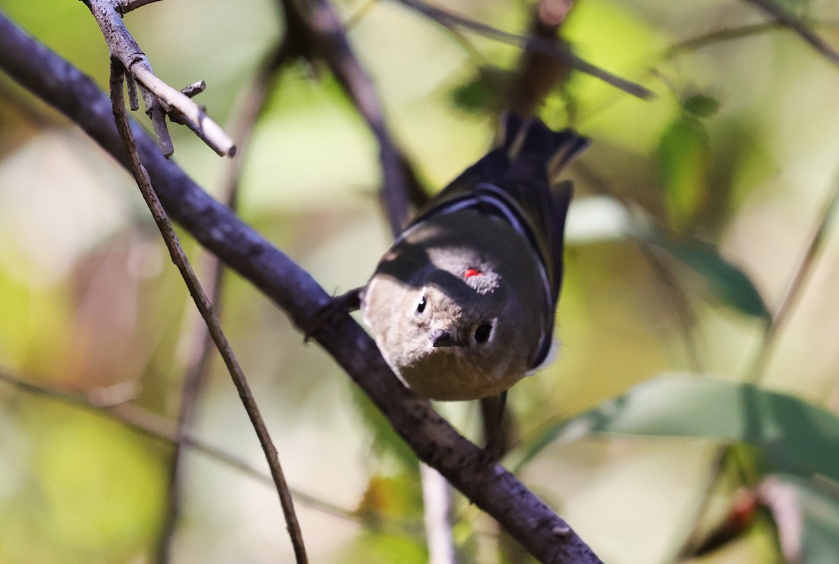 Gözlüklü Çalıkuşu - ML645093718