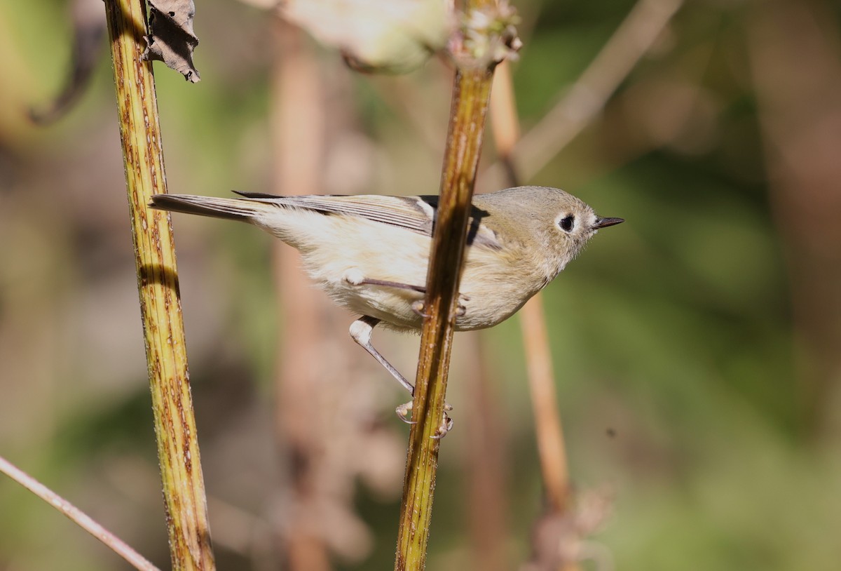 Gözlüklü Çalıkuşu - ML645093719