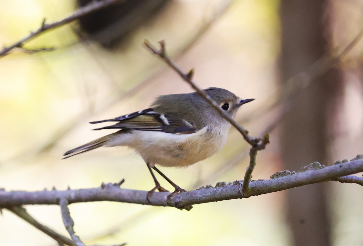 Gözlüklü Çalıkuşu - ML645093720