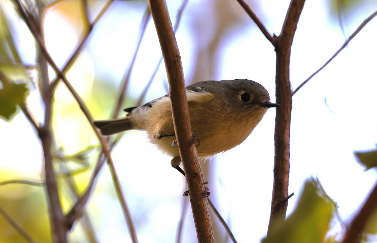 Gözlüklü Çalıkuşu - ML645093722