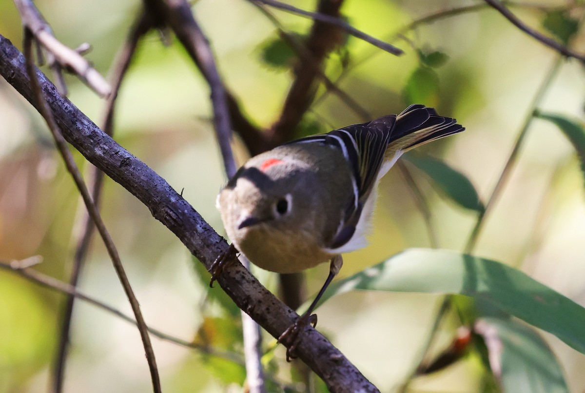 Gözlüklü Çalıkuşu - ML645093723