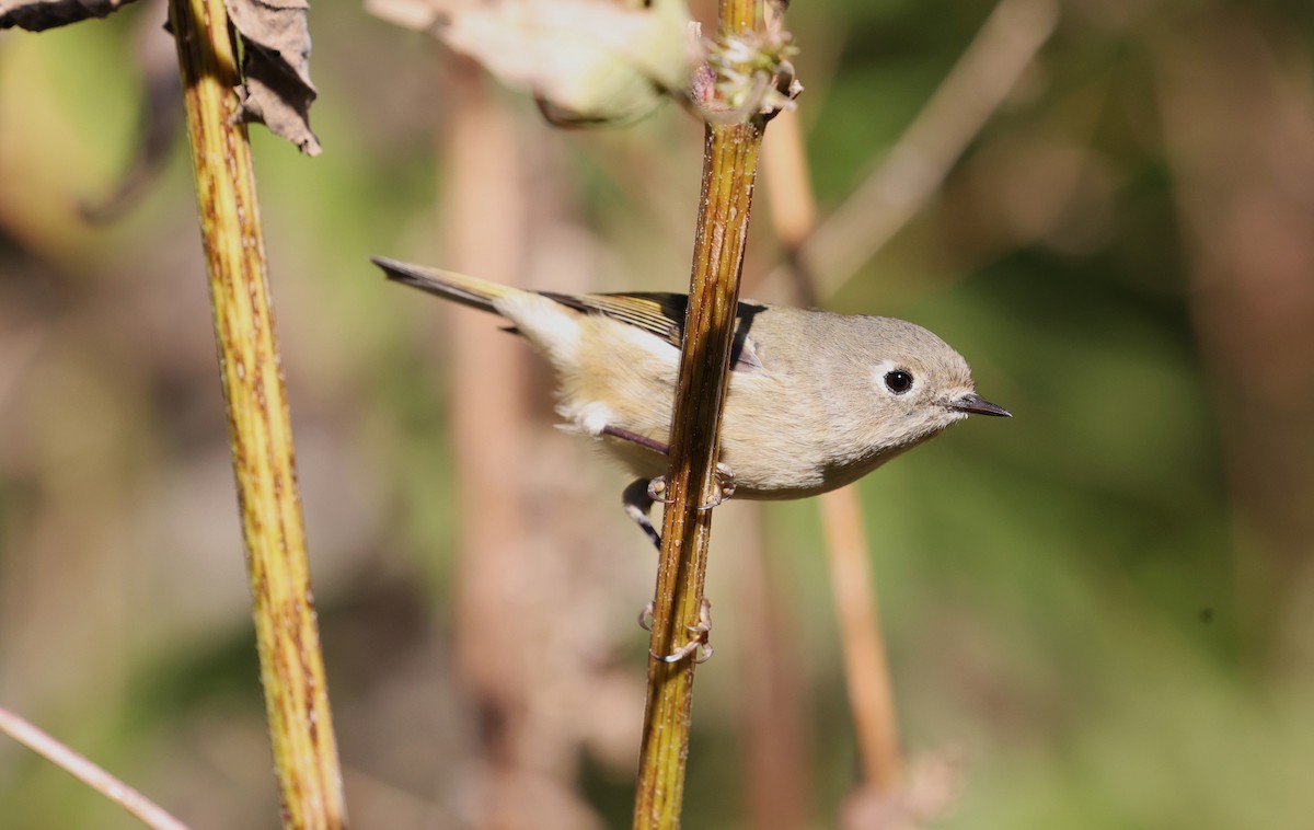 Erregetxo mottogorria - ML645093724