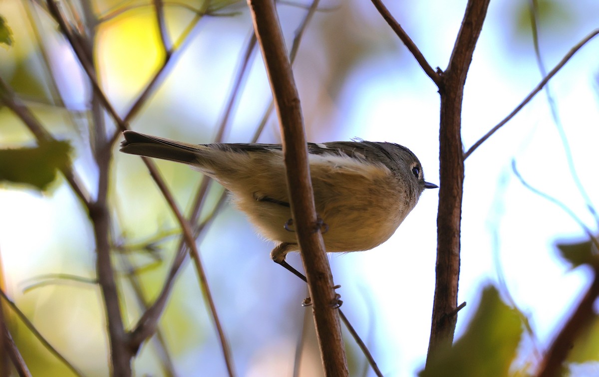 Gözlüklü Çalıkuşu - ML645093725