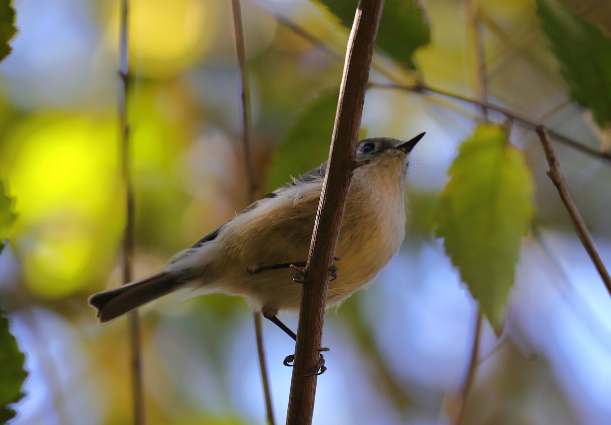 Gözlüklü Çalıkuşu - ML645093726