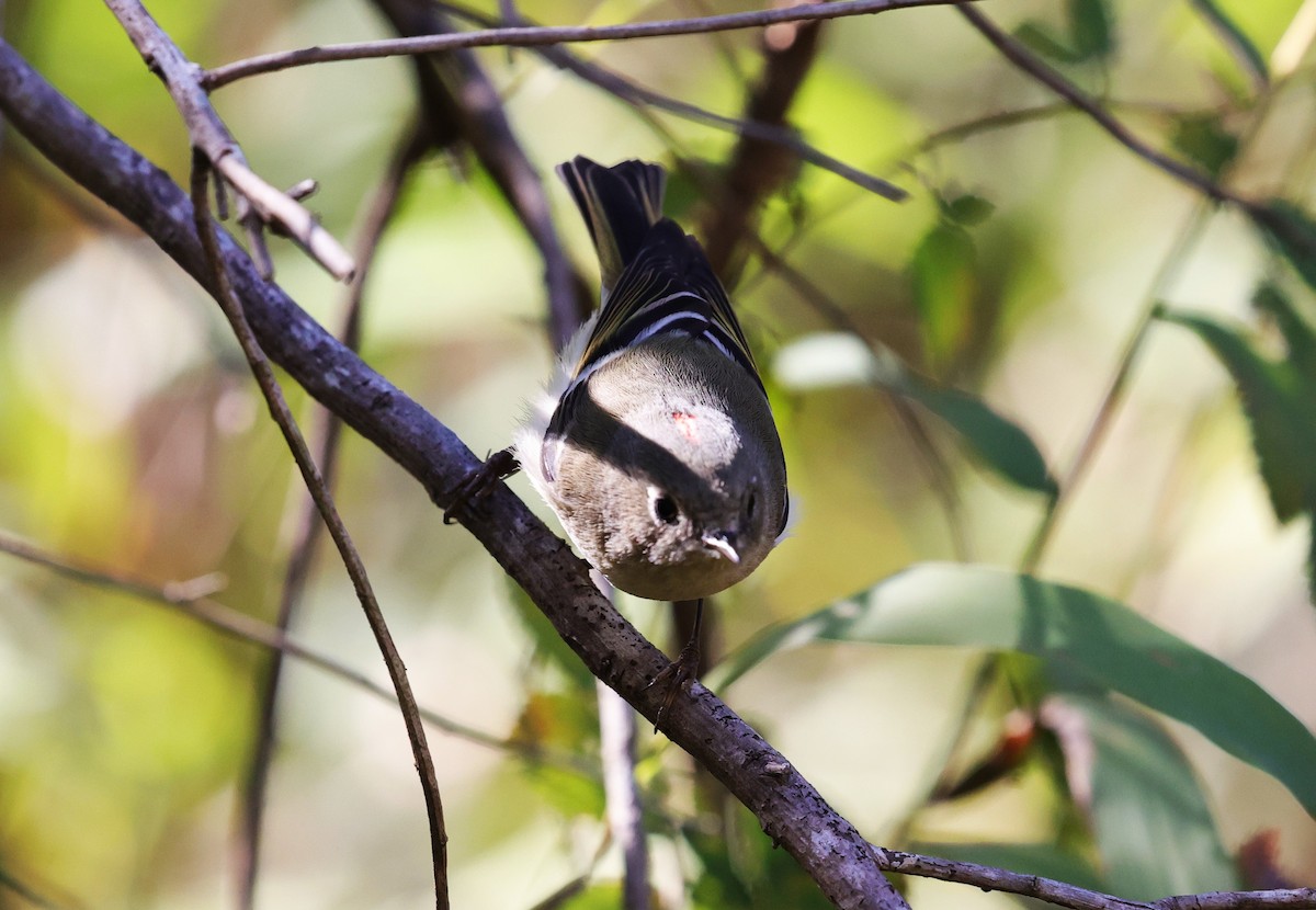 Erregetxo mottogorria - ML645093727