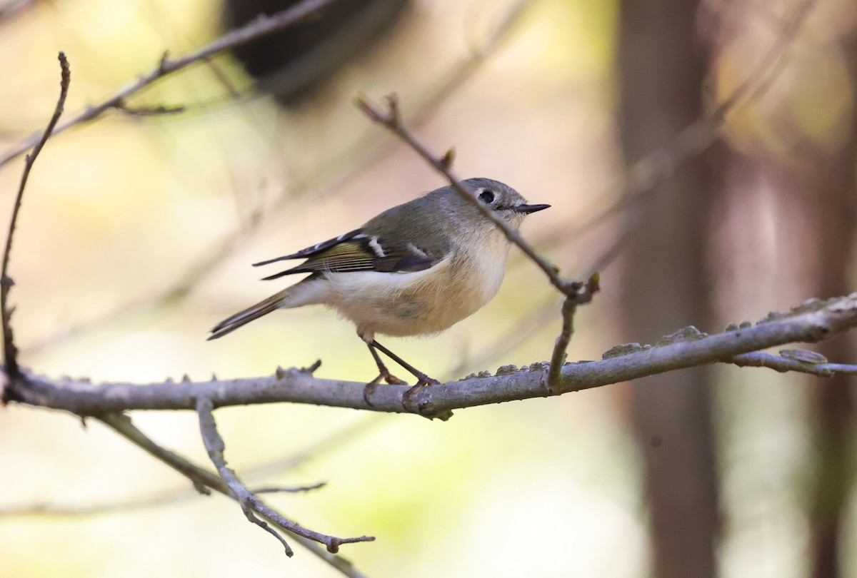 Gözlüklü Çalıkuşu - ML645093728