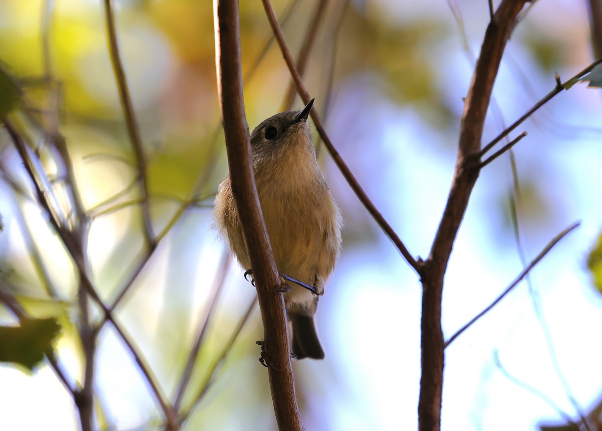 Gözlüklü Çalıkuşu - ML645093729