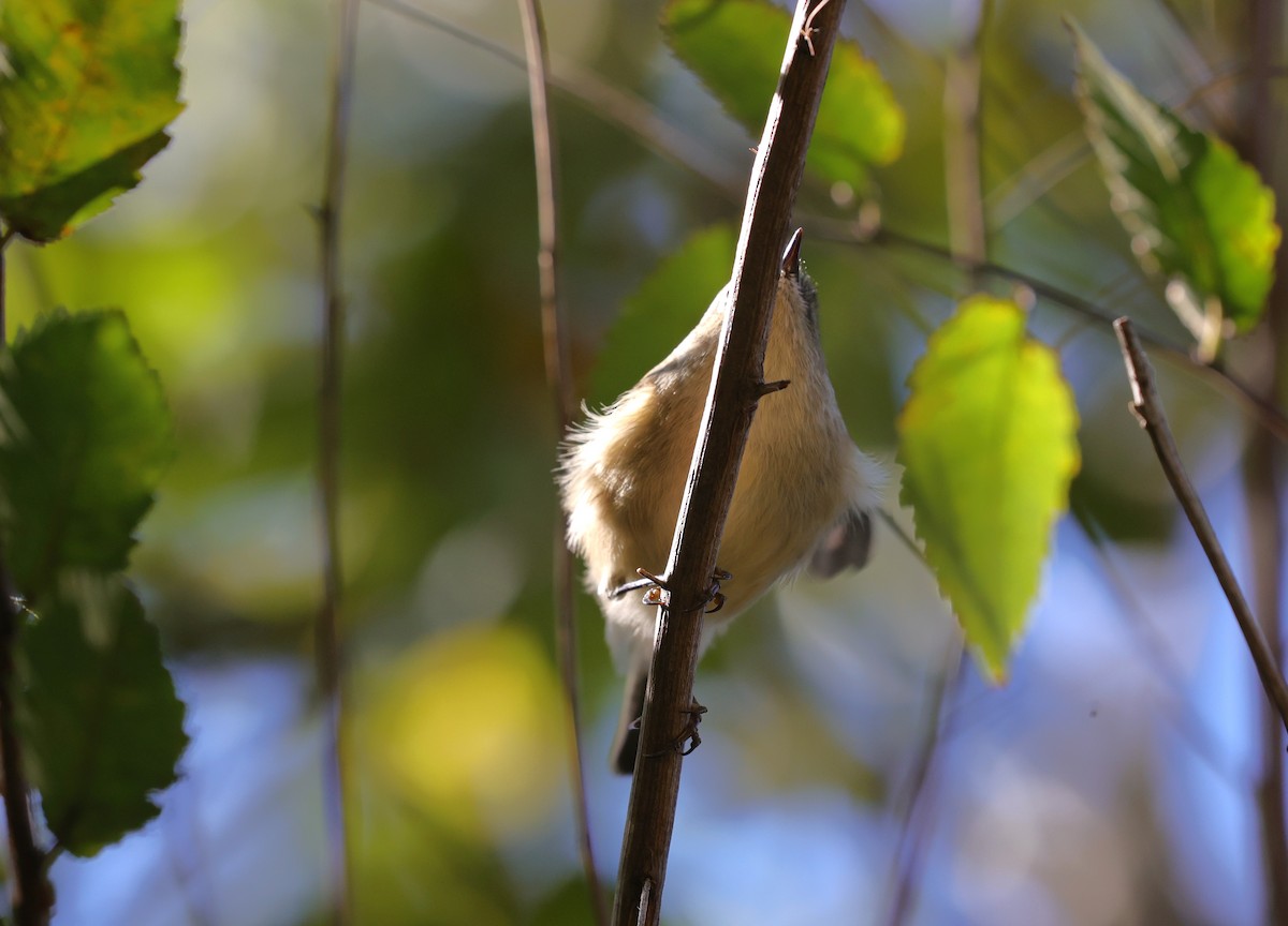 Erregetxo mottogorria - ML645093730