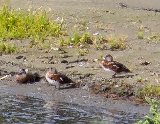 Ahate txistulari amerikarra - ML645093735