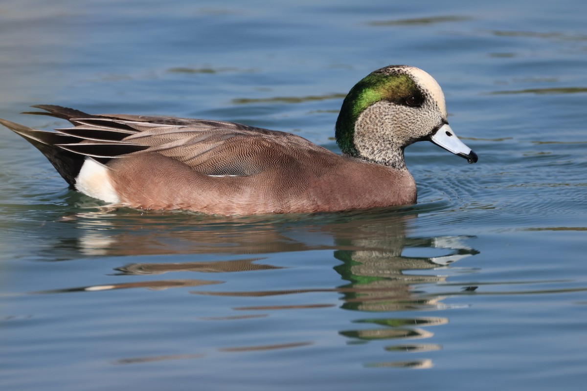 Ahate txistulari amerikarra - ML645093737