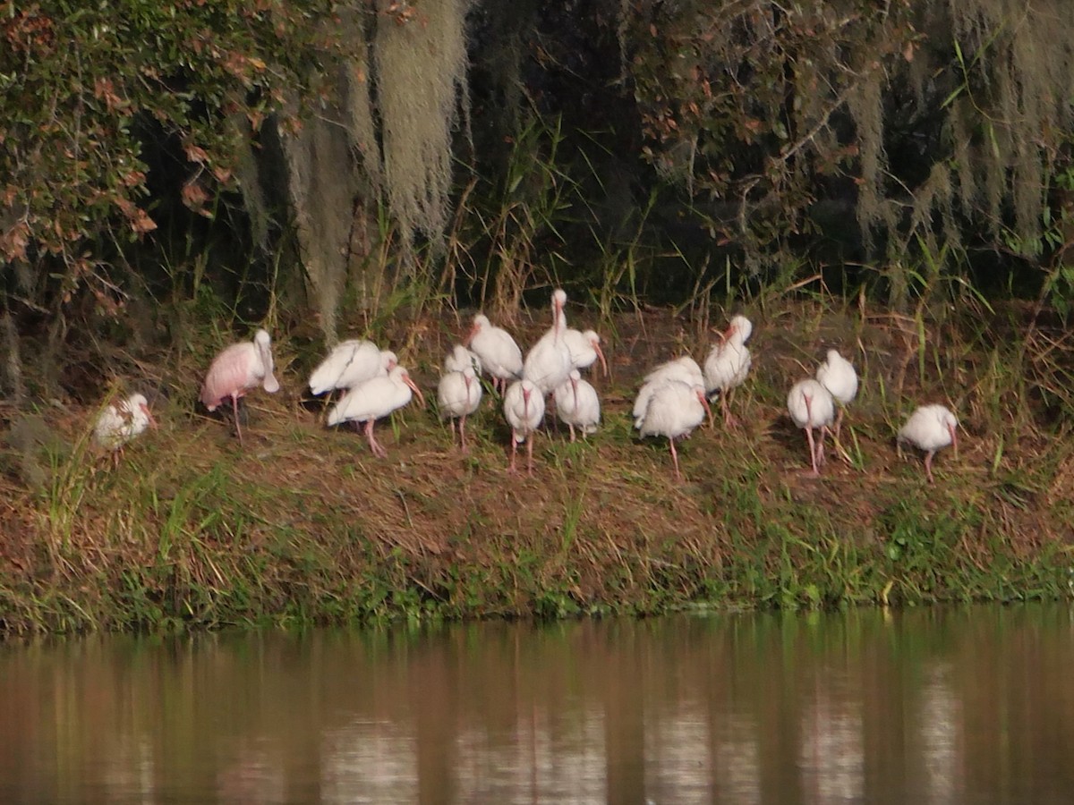 Mokozabal arrosa - ML645093738