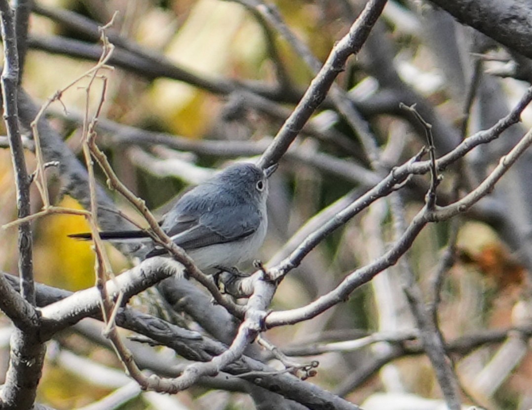 Blue-gray Gnatcatcher - ML645093740