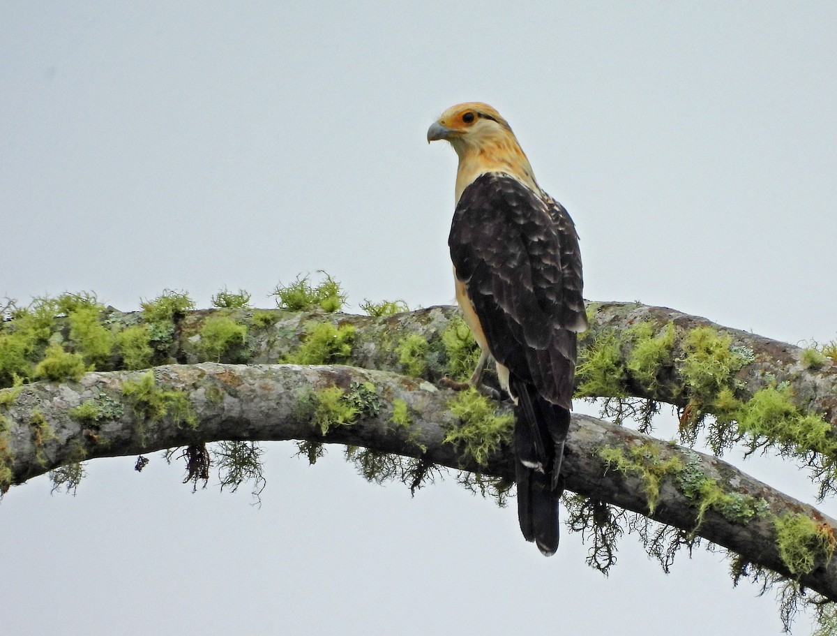 Yellow-headed Caracara - ML645093741