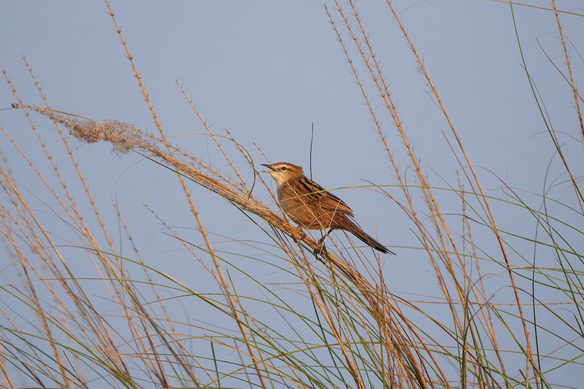 Striated Grassbird - ML645093742