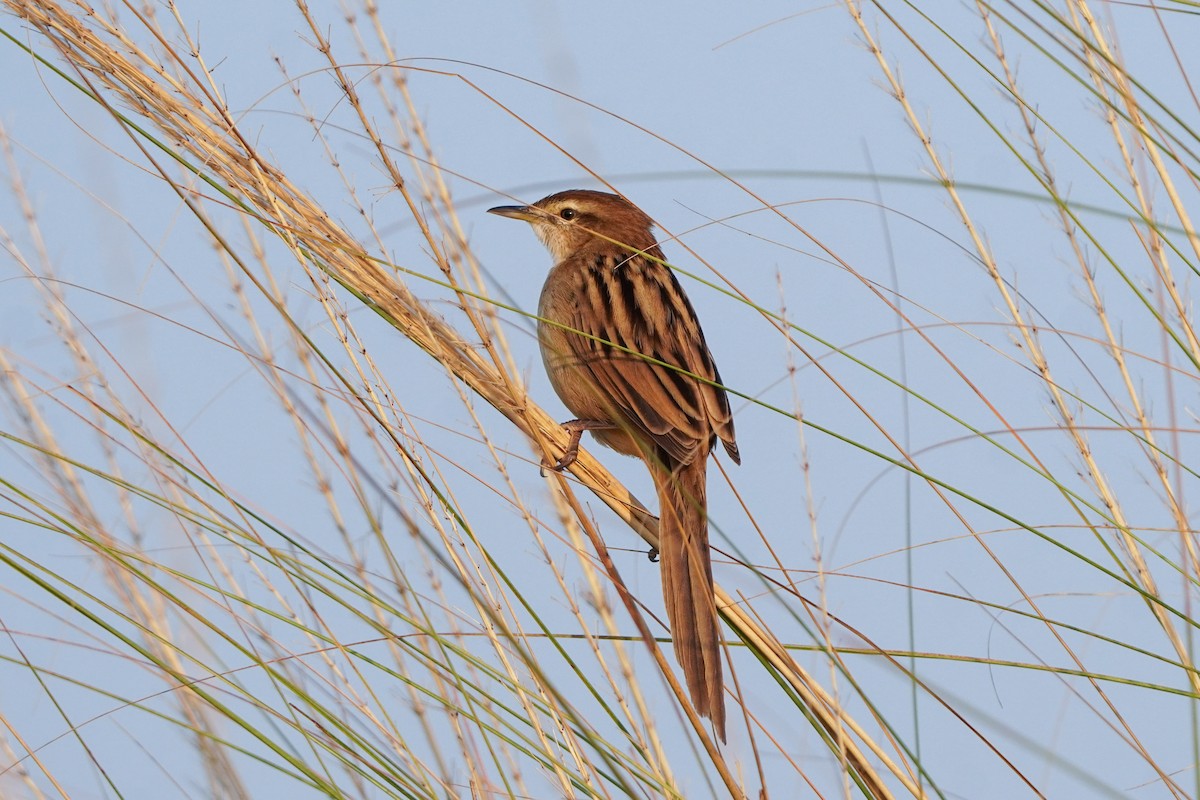 Striated Grassbird - ML645093743