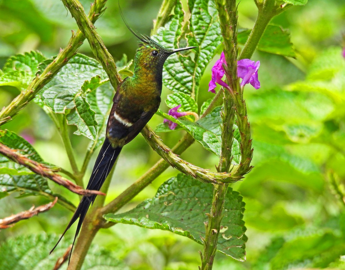 Wire-crested Thorntail - ML645093745