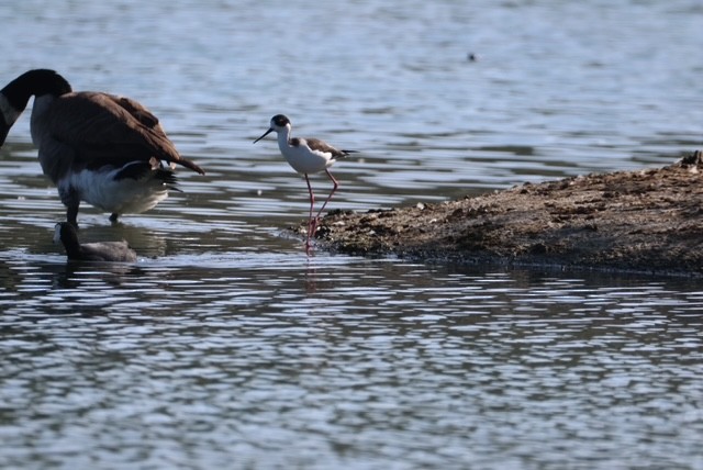 Zankaluze kaskabeltza - ML645093746