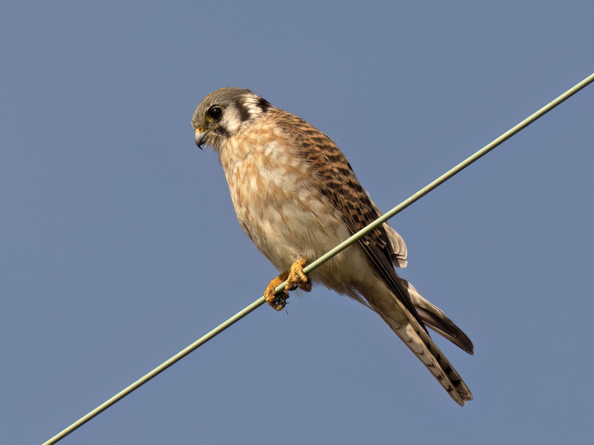 Belatz amerikarra - ML645093747