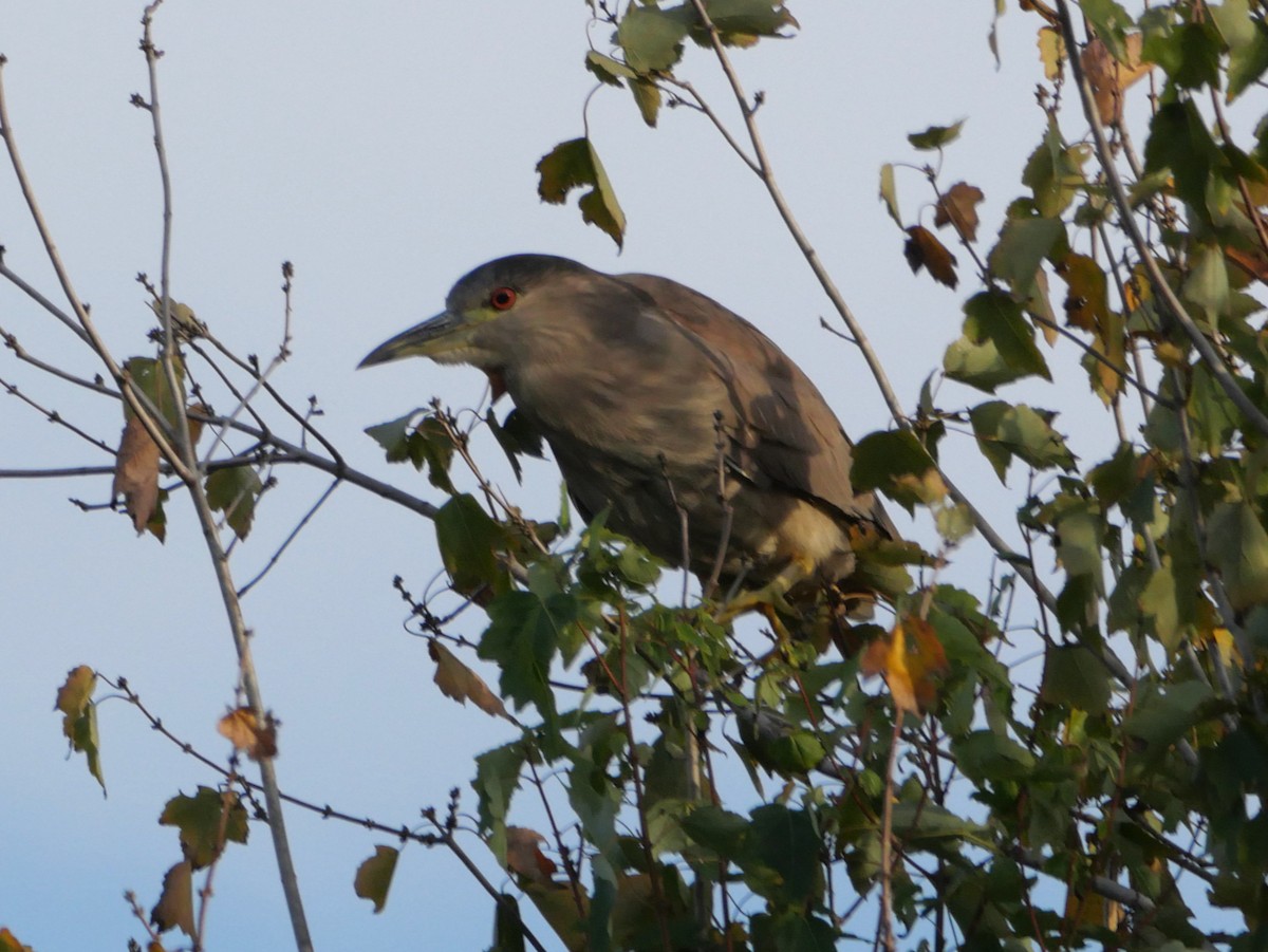 Amiltxori arrunta - ML645093748