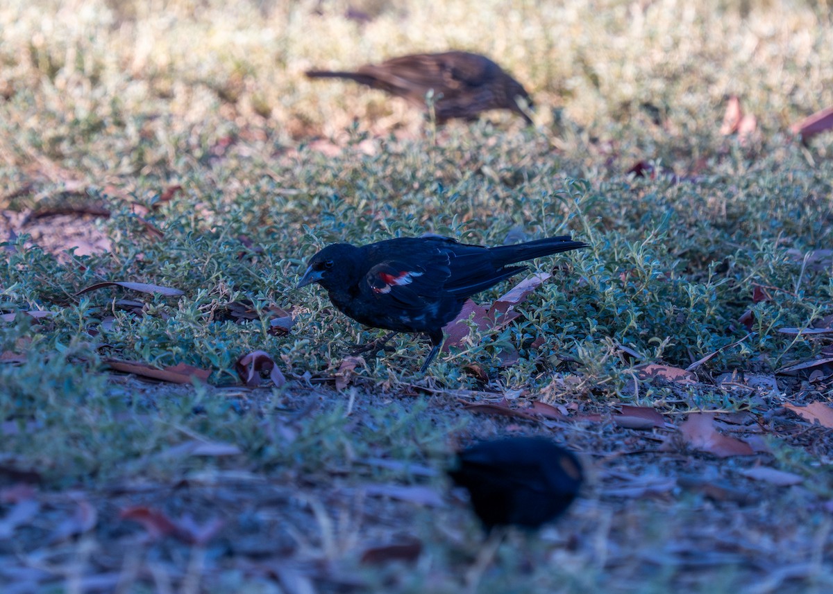 Tricolored Blackbird - ML645093749