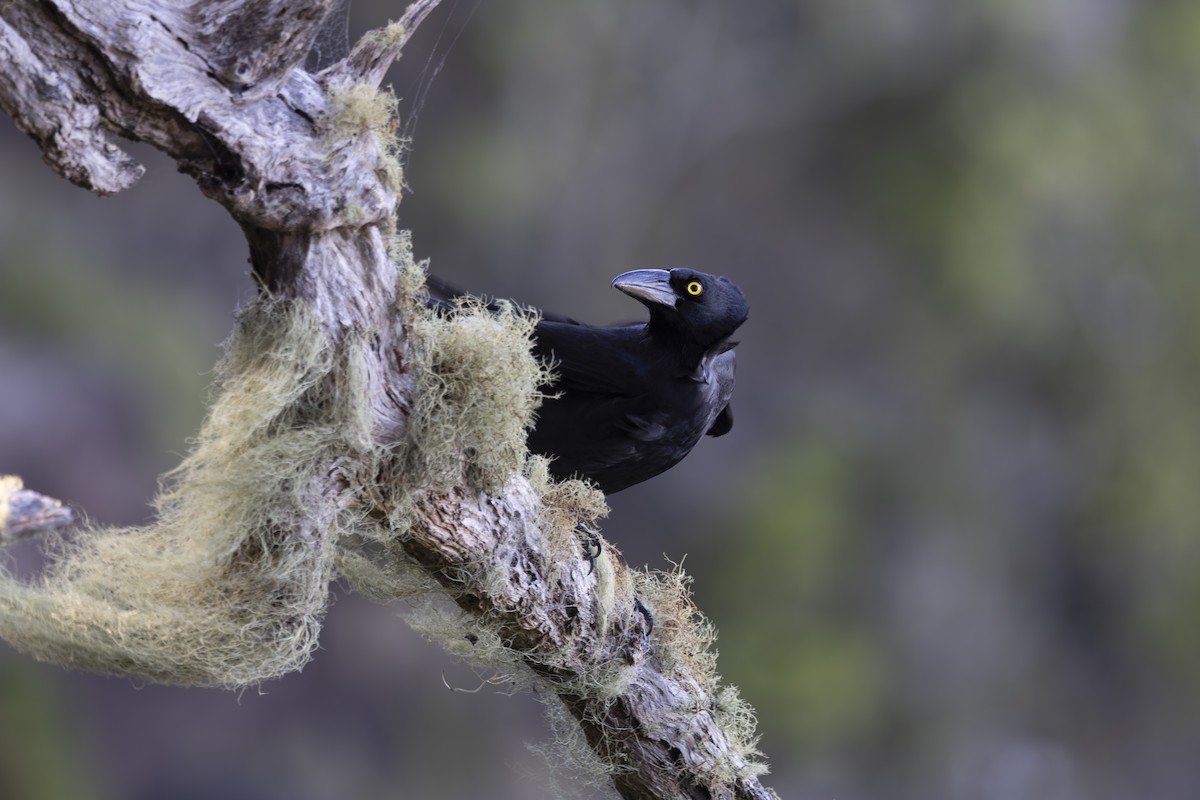 Pied Currawong - ML645093750