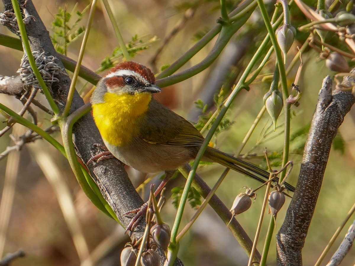 Rufous-capped Warbler - ML645093751