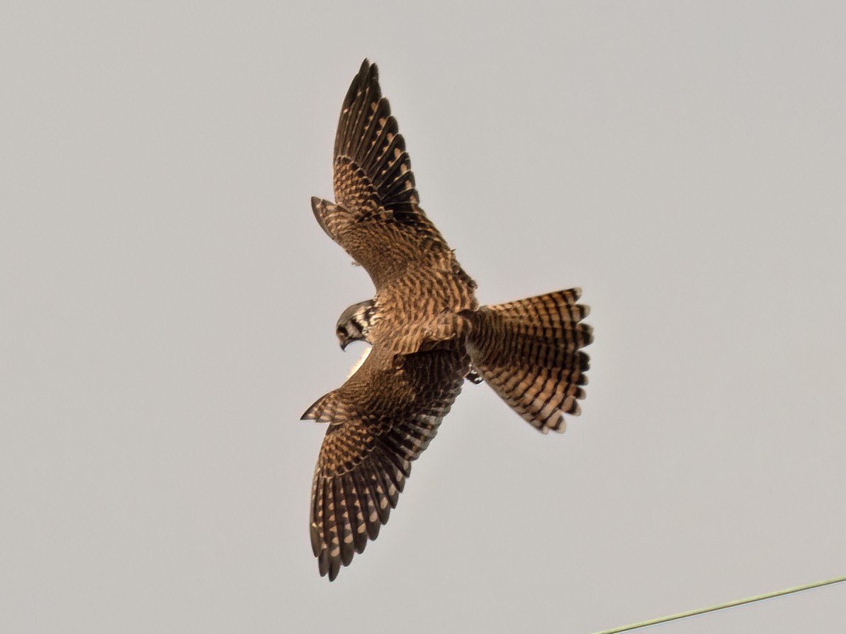 Belatz amerikarra - ML645093753