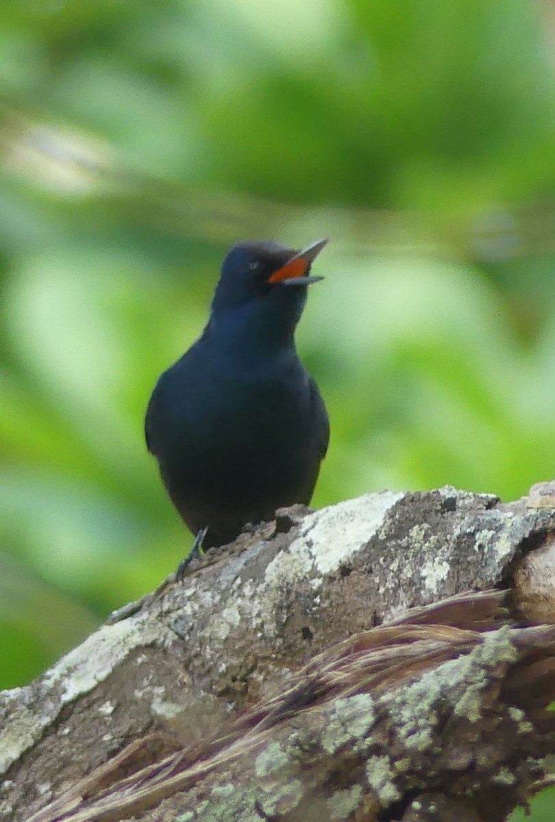 Shining Flycatcher - ML645093756