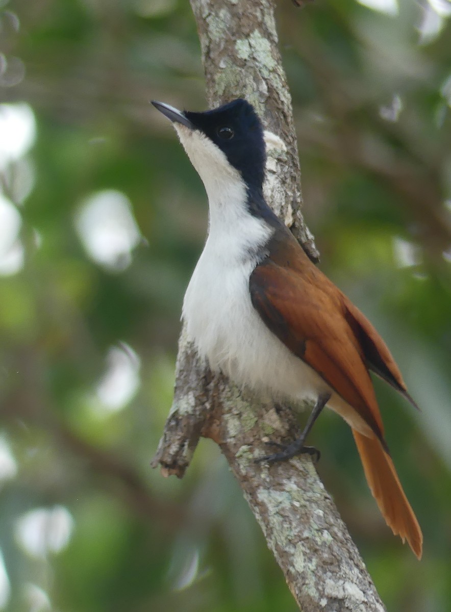 Shining Flycatcher - ML645093757