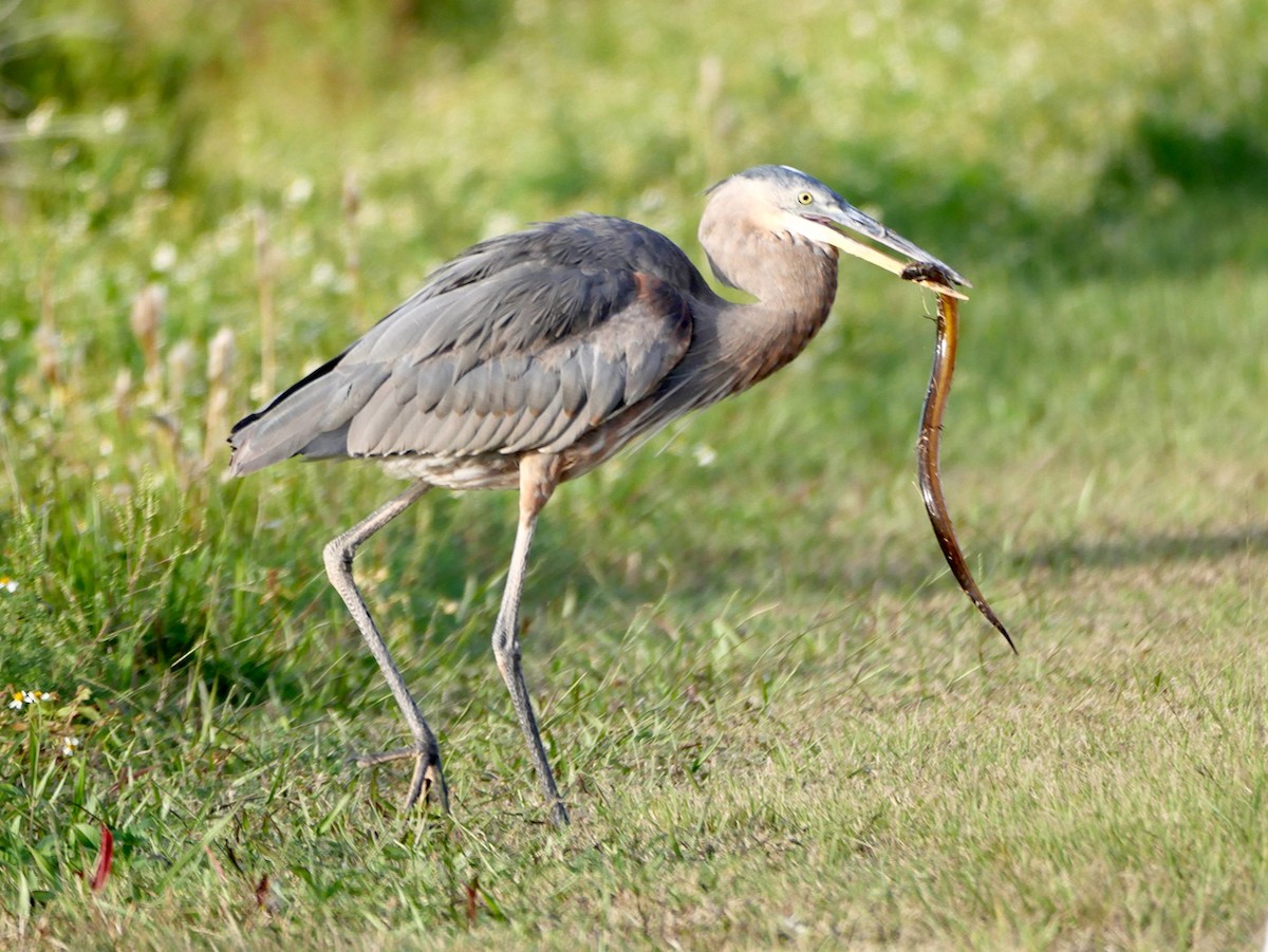 Koartza hauskara amerikarra - ML645093758