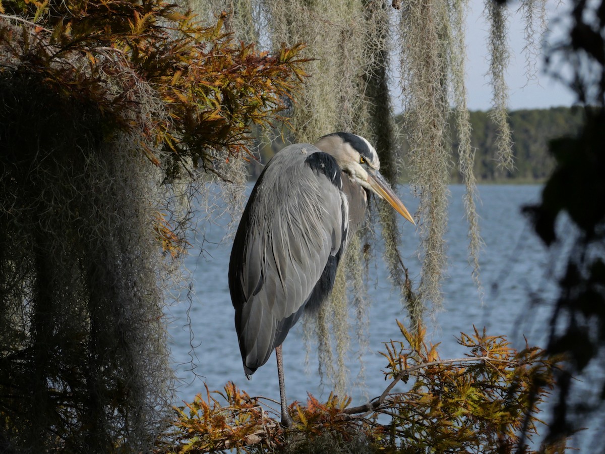 Koartza hauskara amerikarra - ML645093759