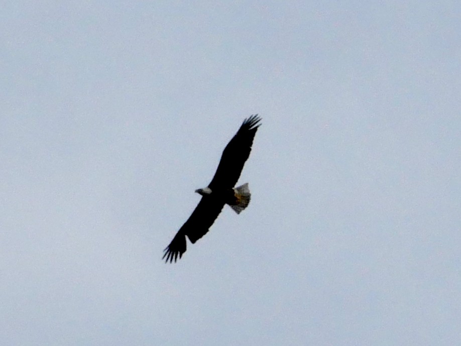 Bald Eagle - ML645093761
